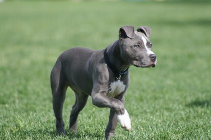 American Pit Bull Terrier Dog Breed Information