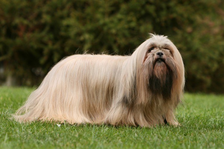 Lhasa Apso Information - Dog Breeds at dogthelove