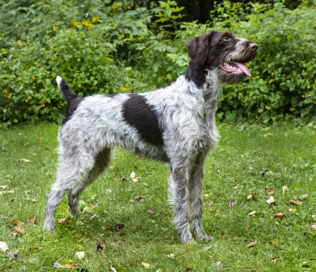 German Wirehaired Pointer Information Dog Breeds at dogthelove