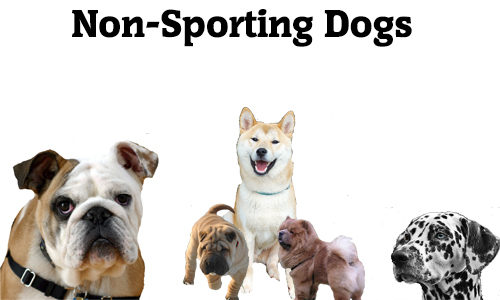 Non Sporting Dog Breeds Breed Lists Dog The Love