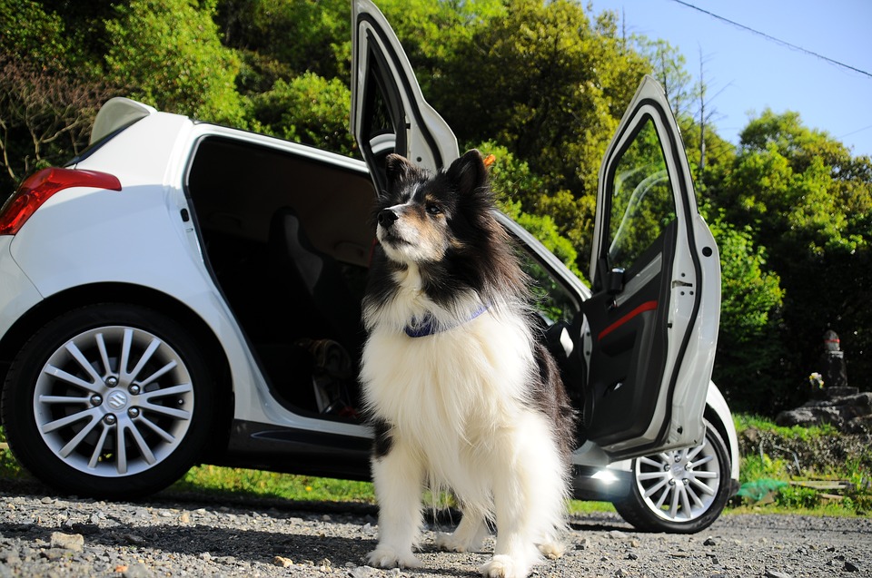 Dog car trip tips - A fun car trip with your dog