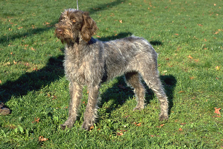 Wirehaired Pointing Griffon Dog Breed Characteristic Daily And