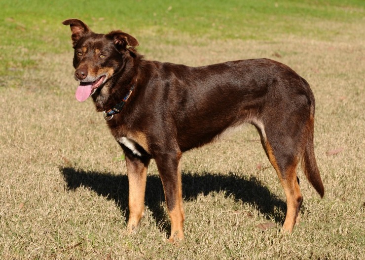 Australian Kelpie Dog Breeds