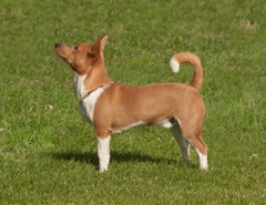 portuguese podengo barking portuguese podengo barking