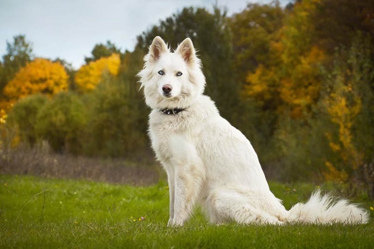 Yakutian Laika - Dog Breeds