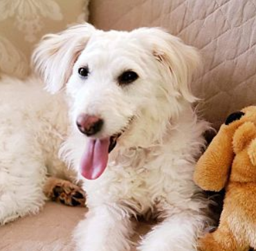 Zoe/Poodle / Terrier Mix/Female/2 years