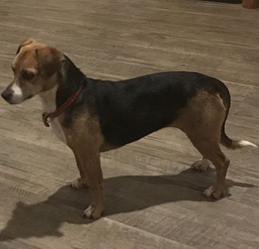 Jack Russell Terrier / Beagle Mix/Female/4 years