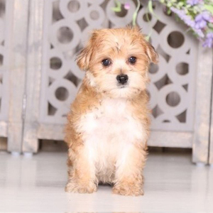 Dandy/Morkie/Male/24 Weeks
