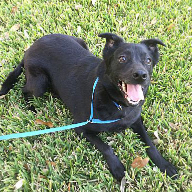 Quinn /Labrador Retriever / Pomeranian Mix/Male/1 year