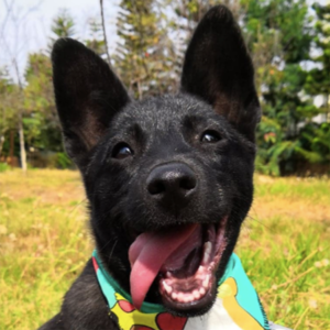 Caleb/Shepherd / FMD Mix/Male/Young