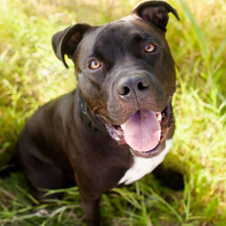 Adopt a dog:Rhino/Terrier / Pit Bull Mix/Male/4 years,Rhino's zest for life is almost uncontainable. Almost! He loves everything about it-the toys, the treats, the training! There's almost nothing that can bring this puppy down.Rhino also knows the ins and outs of living in a house and can't wait to put his skills to the test. This lovable lug has decided to learn how to be the best dog he can be by enrolling in a training program at a local facility. He's learning how to sit and wait calmly, how to play appropriately with toys and to be an overall good boy. With all this foundation, Rhino is ready to move to his very own forever home to show off all the things he's learned. Come meet this great pup!
