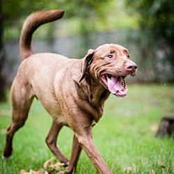 Adopt a dog:Sampson/Chesapeake Bay Retriever Mix/Male/Adult,Sampson is a super happy and wiggly and playful guy. Though he did get pretty lucky in the looks department, he could really care less about all that because all he wanna do is tromp around and play outside and then kick back with his favorite people and wait for dinner to be ready. Sampson was adopted out into a home with 4 kids originally and would prefer a home without a lot of them now, he is a low-key guy and that many kids were a lot for him. He would be fine with one or two older ones (around 10+). Sampson does love puppies, so if you wanted to adopt him and later on adopt a puppy, he would be fine with that, too! He is housetrained, neutered, vaccinated, and heartworm negative. Don't miss out!