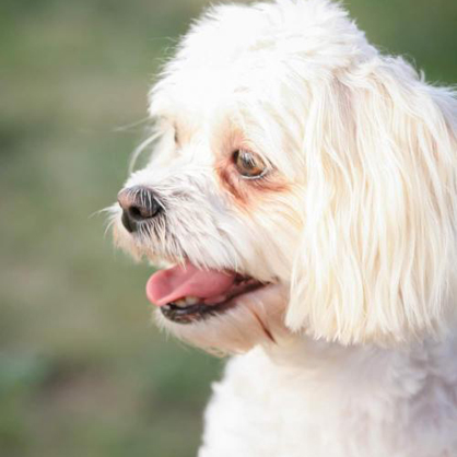 Sadie/Maltese / Bichon Frise Mix/Female/Adult Adopt a dog:Sadie/Maltese / Bichon Frise Mix/Female/Adult,Sadie's mommy just died of cancer. Her sister and she really want to stay together. They have been together for almost 5 years. Her name is Gizmo and she is a long-haired chihuahua. 2nd Chance promised that they won't be split they've lost enough. Their mommy died at night and the next morning her husband was calling to get someone to take them. They lost mommy and home all within 12 hours it was really scary. She was afraid of thunderstorms and she shakes a lot and hides. Sister is about braver than she is but they are both adorable according to the nice ladies at the ranch.