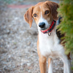 Adopt a dog:Prince/Hound/Male/Young,This is Prince! He has had a rough start to life. Luckily a nice woman at the shelter reached out to his new foster mom to see if he could come live with her. He was a skinny, heartworm positive, stinky hound. His Foster mom drove 4 hours each way the day after Christmas to pick him up. Once he got to his new home he got a warm bath and some delicious food! He had to go to the vet to get a shot for something called heartworms. Everyone at the vet loved him and he loved to jump up on the counters to see everyone! One month later I got another shot, and finally, after another month he was heartworm free! He has learned a few things, like how to sit. Do not miss out!