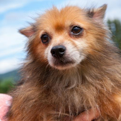 Poppy Lancaster/Pomeranian/Male/Senior Adopt a dog:Poppy Lancaster/Pomeranian/Male/Senior,This is your little Poppy Lancaster. If you want someone to adore you and be by your side 24/7 he is your man. Poppy likes to go for walks and the occasional car rides. He is a calm little man who now also has some gleaming pearly whites after a recent trip for his dental. This little guy is a pleasure to have around! He makes the perfect date for an evening movie!...No popcorn required. We want to make sure our little furry ones are placed in their "forever home" and never have to go through a rehoming again!