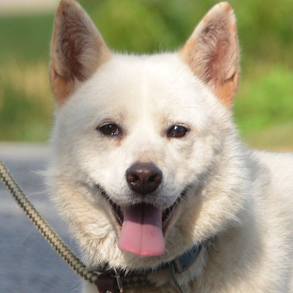 Kulture/Husky Mix/Female/Adult Adopt a dog:Kulture/Husky Mix/Female/Adult,Kulture is a pretty white husky mix, spayed female about 2-3 years old. She came into the rescue very thin with a poor coat, she is looking great now and her coat is coming in beautiful! She gets along fine with other friendly dogs and is very well mannered on the leash. Being a husky, she is prone to wander and will require a securely fenced yard for exercise. She is very friendly and sweet-natured, but she can be a little reactive and nervous with new people and being restrained so children in the home should be over 10.