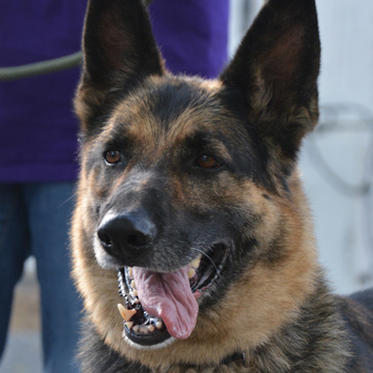 Captain/German Shepherd Dog/Male/Adult Adopt a dog:Captain/German Shepherd Dog/Male/Adult,Captain is a great dog who has special needs - his leg is unable to bend because of a bad break and a bad repair job. He gets around just fine though and uses the leg. Captain is ok with other friendly non-dominant dogs with proper introduction, though he can be pushy and should not be paired with another pushy or dominant dog. He goes out with other dogs male and female and does great. Captain is friendly and good-natured and will be a wonderful medium-energy and lower activity dog for a person willing to adopt a special needs dog.