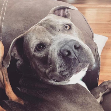 Pit Bull Terrier/Male/3 years