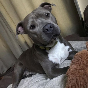 John Wayne/Pit Bull Terrier/Male/3 years