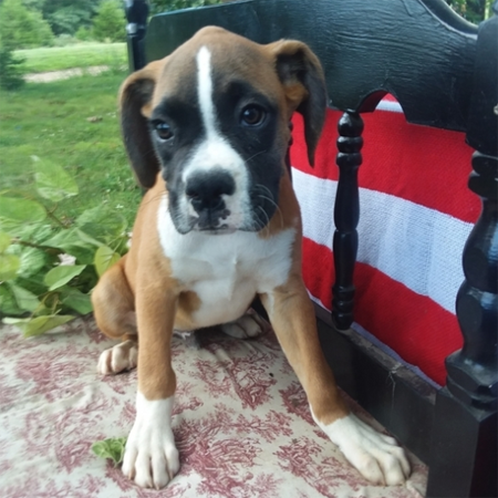 Zefron/Boxer/Male/16 Weeks