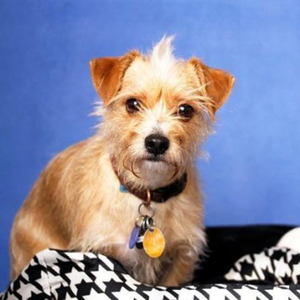Marco Polo/Cairn Terrier / Chihuahua Mix/Male/3 years