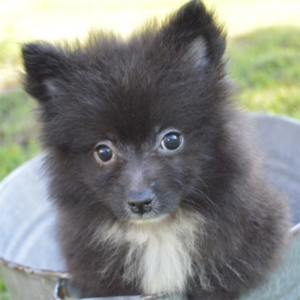 Ted/Pomeranian/Male/12 Weeks