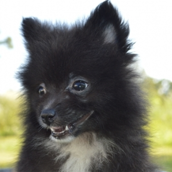 Ted/Pomeranian/Male/12 Weeks