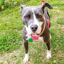 Adopt a dog:Angel/Pit Bull Terrier Mix/Female/Adult,Angel is a little pit mix, 2-3 years old, approximately 39lbs, current on shots, spayed & will be microchipped before going to her forever home. She is super sweet, is dog and cat-friendly, loves people including toddlers! Angel is extremely bright, kennel trained & seems to be house trained after only a few days. She loves to play & give kisses. Please consider opening your heart & home to Angel.