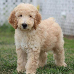 Trent/Poodle/Male/13 Weeks