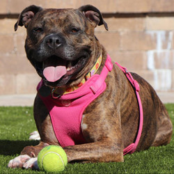 Adopt a dog:Bella/Pittie Mix/Female/Adult,Bella is a sweet dog who loves to be petted and gives tons of kisses. Bella recently became an Instagram sensation when she had a visit from our national spokesperson,Beth Stern. This sweet girl wrapped Beth right around her paw and soon she was a superstar! Sheis looking for a homewith children over the age of 16. She may be shy at first, but warms up quickly so a meet and greet with the whole family would be best to make sure it's a good fit. Bella also gets along with other dogs and would love to meet any possible canine siblings as well.