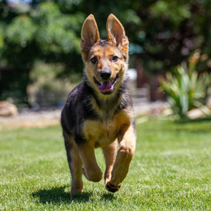 Meg/German Shepherd Dog/Female/Puppy