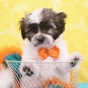 Cody/Maltipoo/Male/10 Weeks