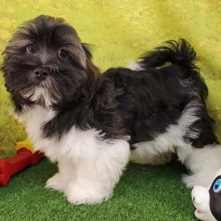 Indiana/Havanese/Male/15 Weeks