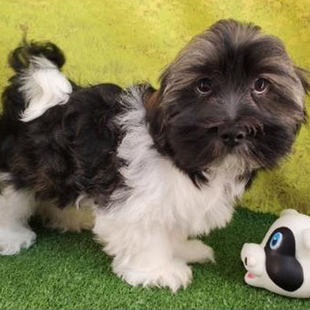 Indiana/Havanese/Male/15 Weeks