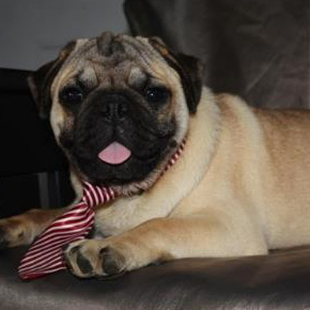 Buster/Pug/Male/24 Weeks