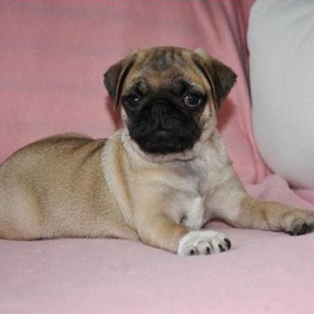 Rosie/Pug/Female/10 Weeks
