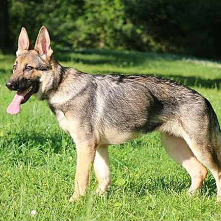 German Shepherd Dog/Female/Adult