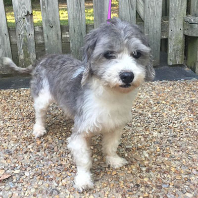 Schnauzer / Poodle Mix/Female/7 years