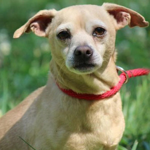 Hansel/Chihuahua Mix /Male/Adult Adopt a dog:Hansel/Chihuahua Mix /Male/Adult,Hansel is an 8-year-old Chihuahua mix who came to us from a hoarding situation in which one person had over 50 Chihuahuas. You can imagine how little attention any one of them received. Each had to compete for it. So, when we brought Hansel into our rescue, it took him a while to realize that all the attention we were giving him was actually for him! Hansel also came to us with a cherry eye, a minor problem that our vet corrected. He weighs only 13 pounds and would probably do best in a quieter home without small children. He's a love of boy who deserves a fine home.