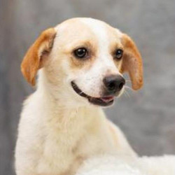 Adopt a dog:Hilton/Beagle / Chihuahua Mix/Male/Adult,Hilton is a 1-2-year-old male Beagle/Chihuahua mix, 21 lbs. He is an active and talkative boy who is good with other dogs. He does NOT do crating and gets frantic to get out. Hilton would a well-fenced yard and room to romp. Not a good candidate for an apartment since he can be so talkative.He wants to be adopted into loving and responsible homes where he will get lots of attention, love and care, and never again have to be miserable from fleas and all of the inclement weather he has endured living outside.