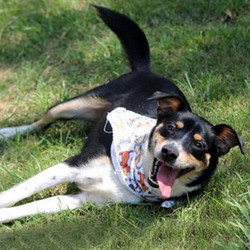 Adopt a dog:Zoie/Australian Cattle Dog / Blue Heeler / Beagle Mix/Female/Adult,Meet Zoie!Zoie is an adorable 2 years old female possible Australian Cattle Dog / Blue Heeler & Beagle Mix. This girl sometimes acts like a little bit of a herder but wants to play, listen & watch for leadership and roll over for some belly rubs. She weighs 40 lbs and is great with other dogs. She is looking for her forever family, don't miss out!
