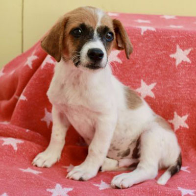 Jack Russell Terrier / Spaniel Mix/Male/Puppy