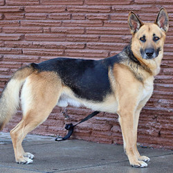 Adopt a dog:Winston von Winden/German Shepherd Dog/Male/Adult,Winston von Winden is a delightful 3-year-old German Shepherd. This mid-size boy has a happy and outgoing personality, he loves to meet new people, wags his tail non-stop, and absolutely adores any and all affection. Winston exits his kennel excited and ready to go because he just loves being outside and saying “hi." In his zest for life and adventure, he tends to pull on the leash, so he needs someone to keep up with his training. When it comes to his interfacing with his own kind on walks, he meets other dogs well but doesn't pay much attention. He was more sociable in a canine playgroup, joining his furry friends happily. (No small dogs or cats, please.) An all-around happy outgoing and upbeat boy, Winston is ready to travel - near or far - to his forever home.