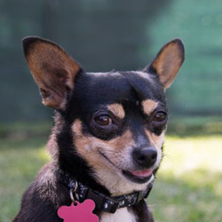 Adopt a dog:Roxy/Chihuahua/Female/Adult,Roxy is a very cute, black and tan chihuahua who went sent to spay because she was going to be adopted and then the person never came back for her.! She loves everyone but she can be a little Diva with other dogs and likes to show she's in charge. Roxy does have some pretty intense separation anxiety that she needs to work on. She is very afraid of buses and trucks and will try to run away when she sees and hears them so she would not do well in a busy neighborhood. Other than that, and some separation anxiety, she is a friendly and loving lap dog.