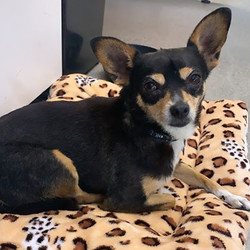 Adopt a dog:Roxy/Chihuahua/Female/Adult,Roxy is a very cute, black and tan chihuahua who went sent to spay because she was going to be adopted and then the person never came back for her.! She loves everyone but she can be a little Diva with other dogs and likes to show she's in charge. Roxy does have some pretty intense separation anxiety that she needs to work on. She is very afraid of buses and trucks and will try to run away when she sees and hears them so she would not do well in a busy neighborhood. Other than that, and some separation anxiety, she is a friendly and loving lap dog.