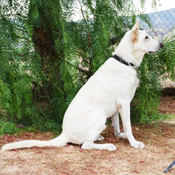 Adopt a dog:Duke/German Shepherd Dog/Male/Adult,Duke is a very affectionate 4-year-old white German Shepherd. He is fully trained and very obedient: he knows all his basic commands and walks well on a leash. He is a very smart dog, so he needs someone who can set boundaries from day one - like crate-training and making some rules for him to obey, so he doesn't become too protective. He was owned by a family with kids, dogs, and a cat, and did well with all of them, but due to landlord issues, he was taken to a shelter.