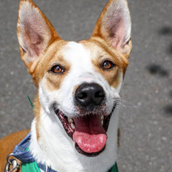 Adopt a dog:Samira/Basenji Mix/Female/Young,Meet Samira! She is a charming girl here.Sheis Looking For a family and at least 1 fur sibling who is ready to provide the love, patience, and calm environment that Samira needs! Samira is friendly, inquisitive, and playful, but maybe slow to warm up to certain people. It is important that her adopters are ready to provide a calm, patient environment that offers her the time she needs to open up. She will also need training, structure, and plenty of exercise to remain happy and healthy. Samira loves to run and play but must be offered opportunities to do this in a safe environment, as she can easily climb fences and is very independent and must not be off-leash.