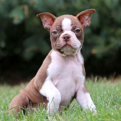 Fancy/Boston Terrier/Male/14 Weeks,Fancy is a stunning Boston terrier puppy that will surely turn heads. This expressive boy is family raised around children that spoil him with love! Fancy is vet checked and up to date on shots & wormer. He can also be registered with the ACA and comes with a 6-month genetic health guarantee provided by the breeder! If this perfect pup is the one for you, please contact the breeder today!
