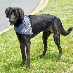 Adopt a dog:Delano/Borzoi Mix/Male/1 year,Delano is 1 year old and weighs in at 53 lbs. Delano (as in F. Delano Roosevelt) is an exceptional dog. Start with handsome, wow, what a good looking guy. He is sleek and black, he needs to put on a few pounds as his ribs show just a bit too much. His legs are long, they go from all of the ways down there to all of the ways up here. There may be greyhound in that mix with his long legs and pointy face. That's just his looks, his personality is even better. Delano loves everyone, regardless of how many legs they have. His energy level is pretty high but he is a pretty good walk, kind of all over the place but no hard pulling. He will do better in a home that will give him plenty of exercises. He rides well in the car. Delano was an owner give up, so he has lived in a house - no guarantees on house training, but there is a chance.