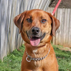 Adopt a dog:Blaze/Vizsla Mix/Male/Adult,Blaze is a 2-year-old vizsla mix. This dog is happy, social and very well-mannered. He is active and bouncy and would do best in a home with another energetic dog that doesn't mind being pounced on. If you have a dog whose top speed is comatose, Blaze is not your dog.Blaze takes treats with a super soft mouth and knows basic commands. He does really well on a leash and is completely house-trained. He is great with people of the adult persuasion, but this is not a dog for small kids. Teenagers and up are fine. He came to us from a home with small kids that had no boundaries and he did not enjoy the experience, so we promised him sullen teenagers and adults only.